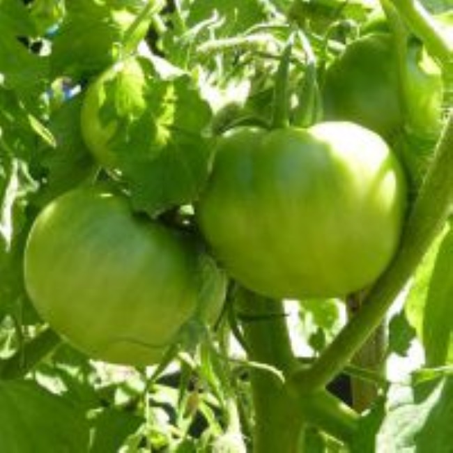 Вяленые помидоры польза вред